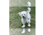Small #3 Bichon Frise Mix