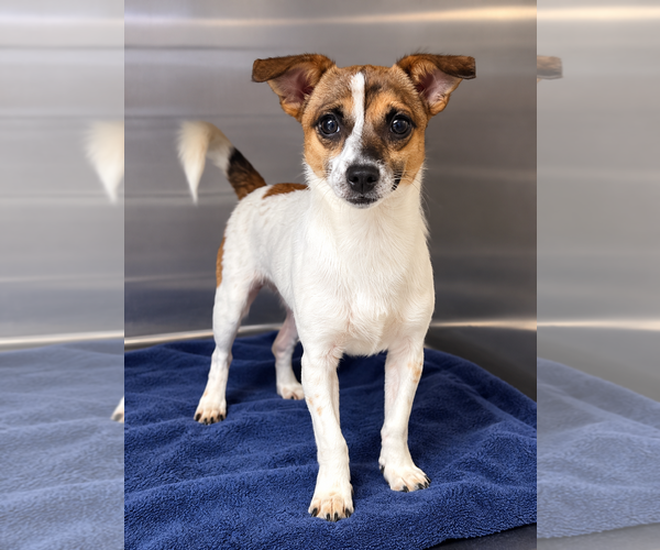 Medium Photo #2 Mutt Puppy For Sale in Social Circle, GA, USA