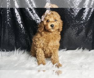 Poodle (Miniature) Puppy for sale in WARSAW, IN, USA
