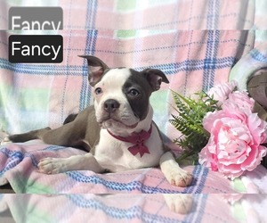 Boston Terrier Puppy for sale in MINERAL WELLS, WV, USA