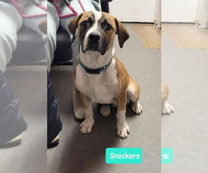 Snickers - Male Boxer-Unknown Mix Dog for Adoption - Photo #2