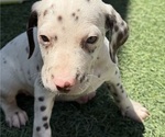 Small Photo #10 Dalmatian Puppy For Sale in LA PUENTE, CA, USA