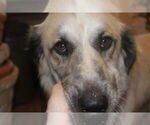 Small Anatolian Shepherd