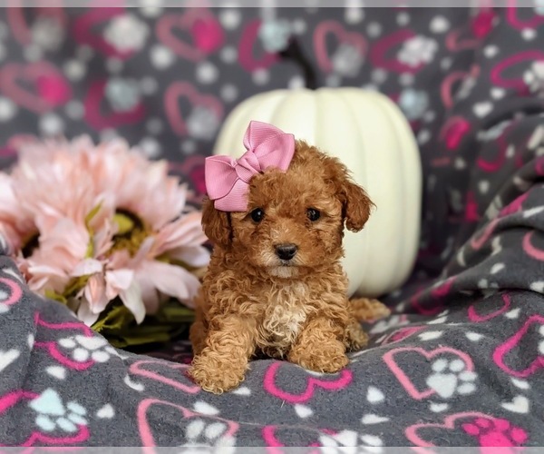 Medium Photo #11 Poodle (Toy) Puppy For Sale in ELKTON, MD, USA