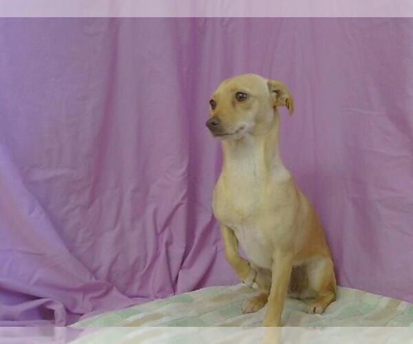 Medium Photo #1 Chihuahua Puppy For Sale in Sacramento, CA, USA