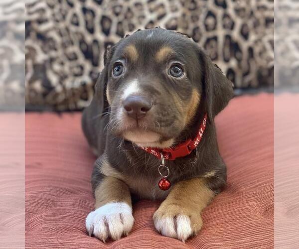 Medium Photo #1 Mutt Puppy For Sale in San Diego, CA, USA