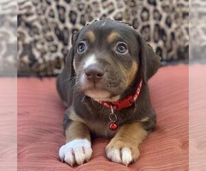 Mutt Dogs for adoption in San Diego, CA, USA