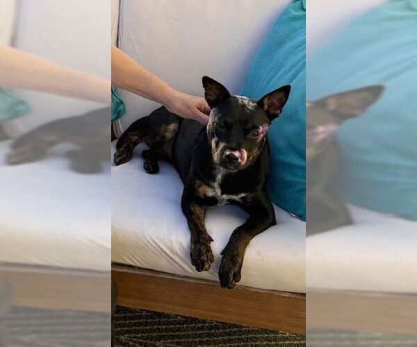 Medium Photo #3 Mutt Puppy For Sale in San Diego, CA, USA