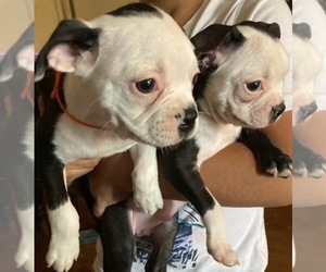 Boston Terrier Puppy for sale in WINTON, CA, USA