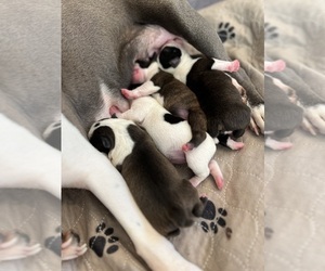 Boston Terrier Litter for sale in NORMAN, OK, USA