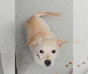 Biscuit - Male Cairn Terrier-Unknown Mix Dog for Adoption - Photo #2