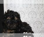 Small Photo #6 Poodle (Toy)-Yorkshire Terrier Mix Puppy For Sale in FAYETTEVILLE, NC, USA