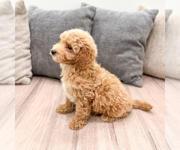Medium Photo #4 Cavapoo (Standard) Puppy For Sale in DUNDEE, OH, USA