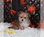 Small Photo #2 Yo-Chon Puppy For Sale in MOUNT VERNON, OH, USA