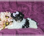 Small Photo #4 Poodle (Miniature) Puppy For Sale in RISING SUN, MD, USA