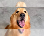 Small #4 Golden Retriever