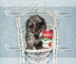 Image preview for Ad Listing. Nickname: AKC MICRO TCP B