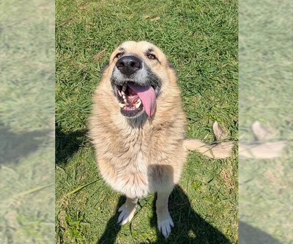 Medium Photo #1 German Shepherd Dog-Great Pyrenees Mix Puppy For Sale in Plano, TX, USA