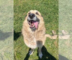 German Shepherd Dog-Great Pyrenees Mix Dogs for adoption in Plano, TX, USA