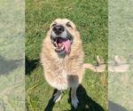 Small German Shepherd Dog-Great Pyrenees Mix