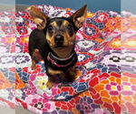 Small #1 Dachshund