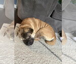 Small Photo #3 Mutt Puppy For Sale in Prescott, Ontario, Canada
