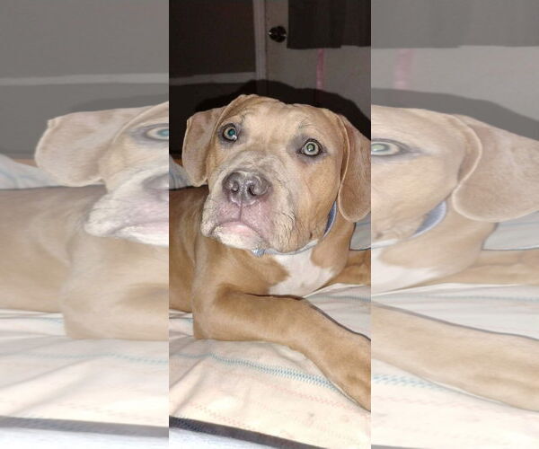 Medium Photo #2 Labrador Retriever-Unknown Mix Puppy For Sale in Alexander, AR, USA