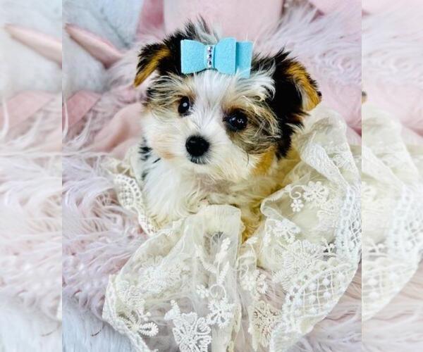 Medium Photo #2 Yorkshire Terrier Puppy For Sale in THONOTOSASSA, FL, USA