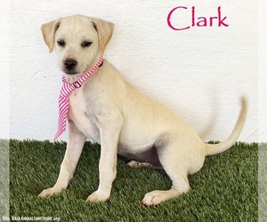 Rat Terrier-Unknown Mix Dogs for adoption in San Diego, CA, USA