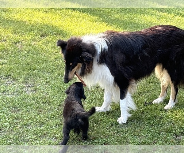 Medium Photo #14 Gollie Puppy For Sale in SANTA ROSA BEACH, FL, USA