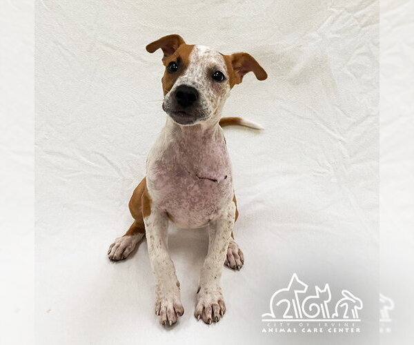Medium Photo #1 Mutt Puppy For Sale in Irvine, CA, USA