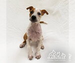 YUKI - Female Mutt Dog for Adoption - Small photo