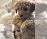 Small #2 Cavapoo (Miniature)