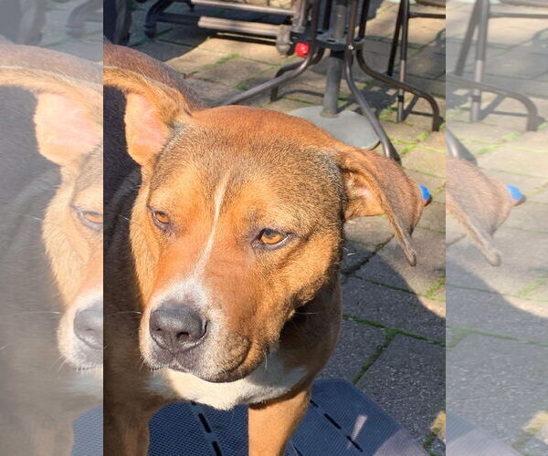 Medium Photo #11 American Pit Bull Terrier-Unknown Mix Puppy For Sale in Germantown, OH, USA