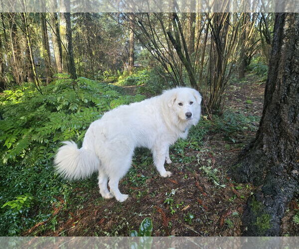 Medium Photo #3 Great Pyrenees Puppy For Sale in Bend, OR, USA