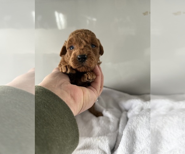 Medium Photo #5 Goldendoodle (Miniature) Puppy For Sale in CENTRALIA, IL, USA
