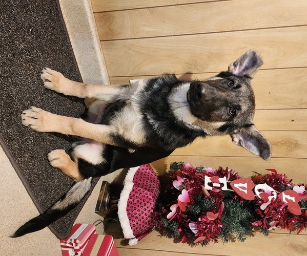 Medium Photo #1 German Shepherd Dog Puppy For Sale in NEW BREMEN, OH, USA