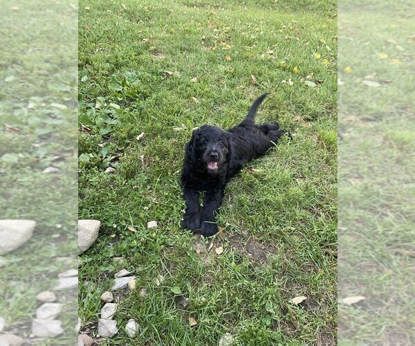 Medium Photo #9 Goldendoodle Puppy For Sale in PARKER CITY, IN, USA