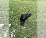 Small #8 Goldendoodle