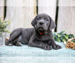 Small #2 Cane Corso