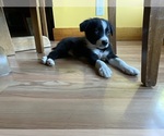 Puppy Fire on the MT Border Collie