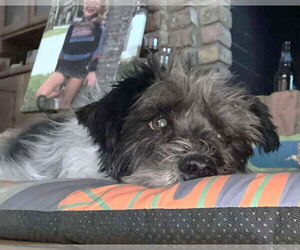 Timothy TX - Male Mutt Dog for Adoption - Photo #5