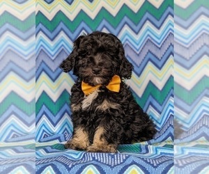 Miniature Bernedoodle-Poodle (Miniature) Mix Puppy for sale in KIRKWOOD, PA, USA