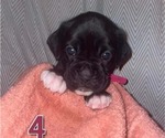 Puppy Pink Collar Boxer