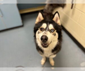Alusky Dogs for adoption in Denver, CO, USA