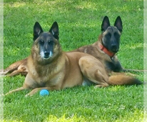 Medium Photo #3 Mutt Puppy For Sale in Stevens Point, WI, USA