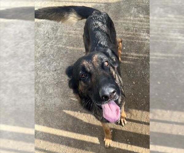 Medium Photo #1 German Shepherd Dog Puppy For Sale in Riverside, CA, USA