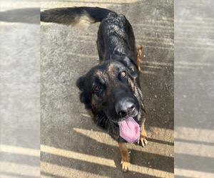 German Shepherd Dog Dogs for adoption in Riverside, CA, USA
