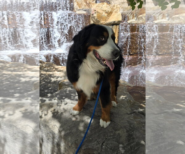 Medium Photo #4 Bernese Mountain Dog Puppy For Sale in Sandy, UT, USA