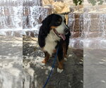 Small #3 Bernese Mountain Dog